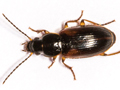 Stenolophus mixtus